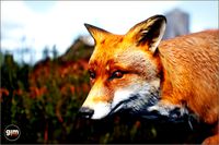 Animalia - Fox