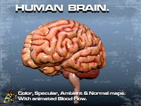 HUMAN BRAIN