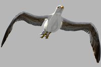 Seagull (Larus canus)