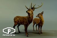 DEER STAG & DOE