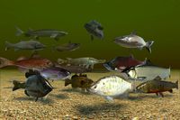 Freshwater Fish vol 1
