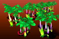 Flower Titan Arum