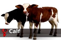 Calf realistic