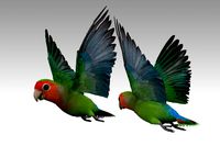 Lovebird Animated