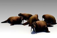 Walrus Animated
