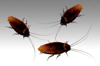 Cockroach