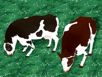 Hand Painted Cow