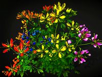 Flower Ruta graveolens