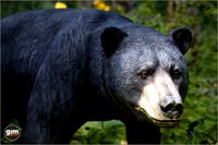 Animalia - Black Bear (male)
