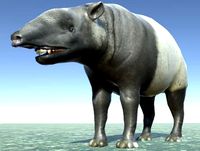 Tapir