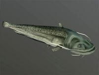Catfish Lowpoly