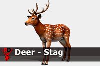 Deer - Stag