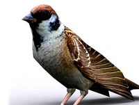 Sparrow
