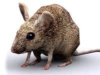 Animals Critters Mouse