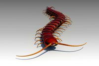 Centipede