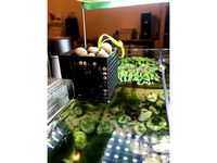 Overhanging Aquaponics box V1 by jt123