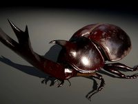 Unicorn Beetle