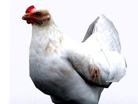 Hen