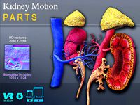 Kidney Motion Parts Dissection