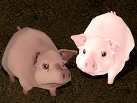 Hand Painted Pig