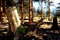 Mountain Forest Stumps