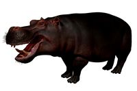 Hippopotamus African