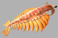 Anomalocaris