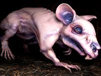Fanged Mutant Rat