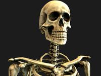 Anatomical Human Skeleton