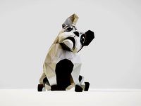 Dog french Bulldog