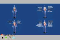 Animated Human Respiratory System AR VR