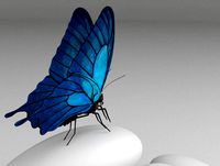 Butterfly (Animated)