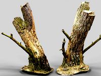 Stumpy the Tree Stump