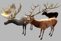 Deer, Caribou and Moose