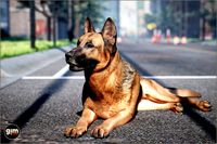 Animalia - German Shepherd (male)