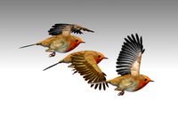 Robin