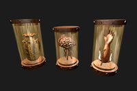 Preserved Specimens in Jars