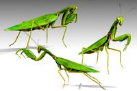 Prayer Mantis