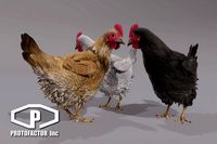 CHICKENS