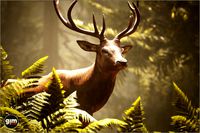 Animalia - Red Deer (male)