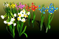 Flower Narcissus Tazetta