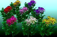 Flower Chrysanthemum Morifolium