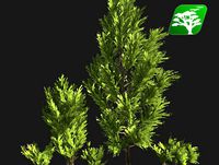 Realistic Bush Pack 3 [Savin Juniper]