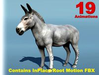 African Animal - Wild Ass