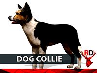 Dog Collie