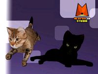 Cat Pack - Black and Siberian