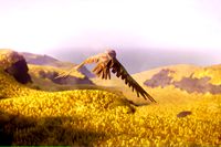 Low Poly Bird: Barn Owl