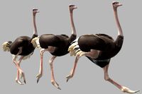 Ostrich