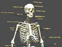 named Human skeleton