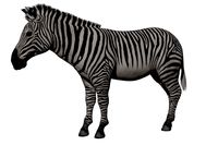 Zebra african